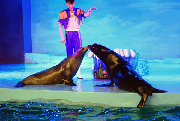 哈尔滨极地馆的海狮“要二胎”啦！