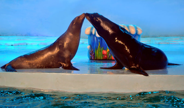 哈尔滨极地馆的海狮“要二胎”啦！