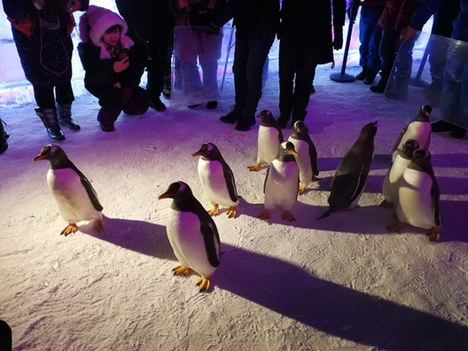 哈尔滨极地馆明星大咖企鹅助阵冰雪大世界试开园现场