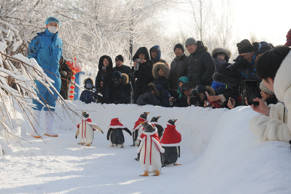 哈尔滨极地馆南极企鹅“天团”今冬首秀