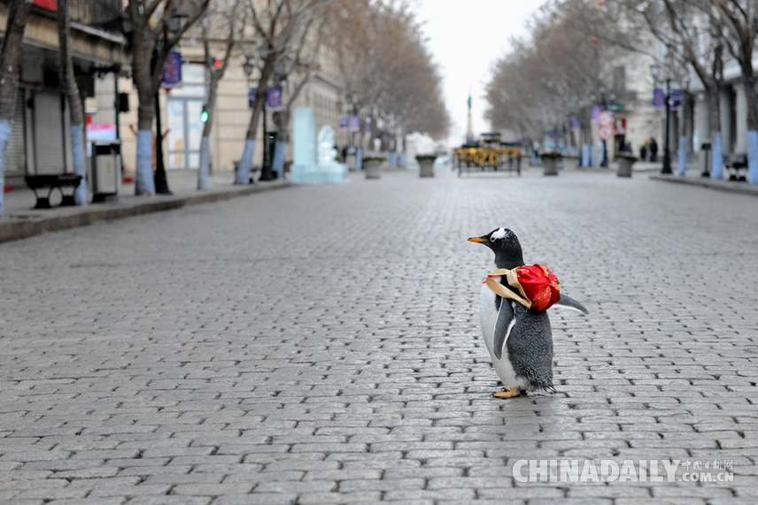 哈尔滨极地馆“逃学企鹅”这次跑到了中央大街 还带上了爹妈