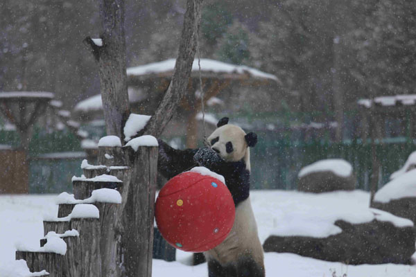 亚布力熊猫馆迎来首雪 国宝“撒欢儿”了