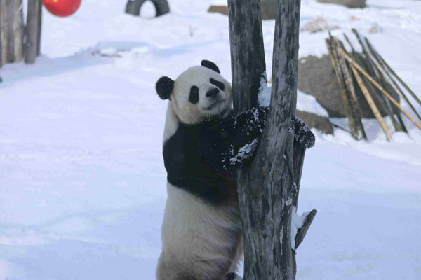 亚布力熊猫馆迎来首雪 国宝“撒欢儿”了