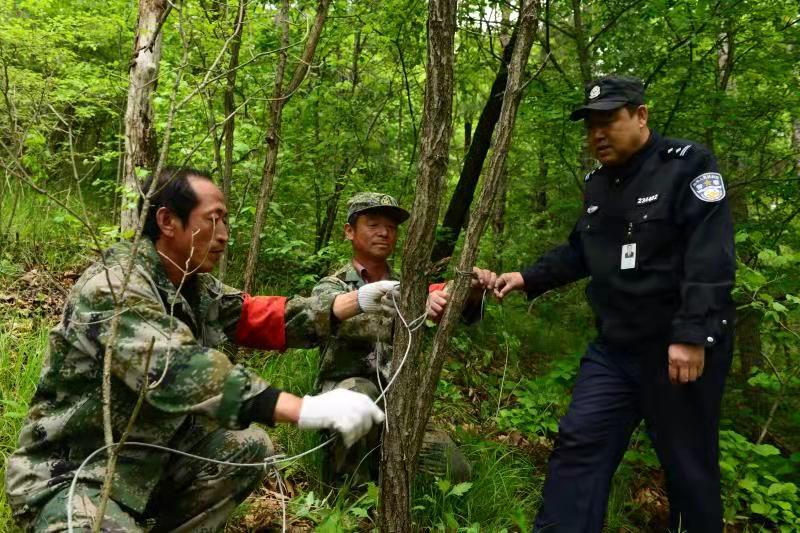 东北虎“两线出访”东京城林区