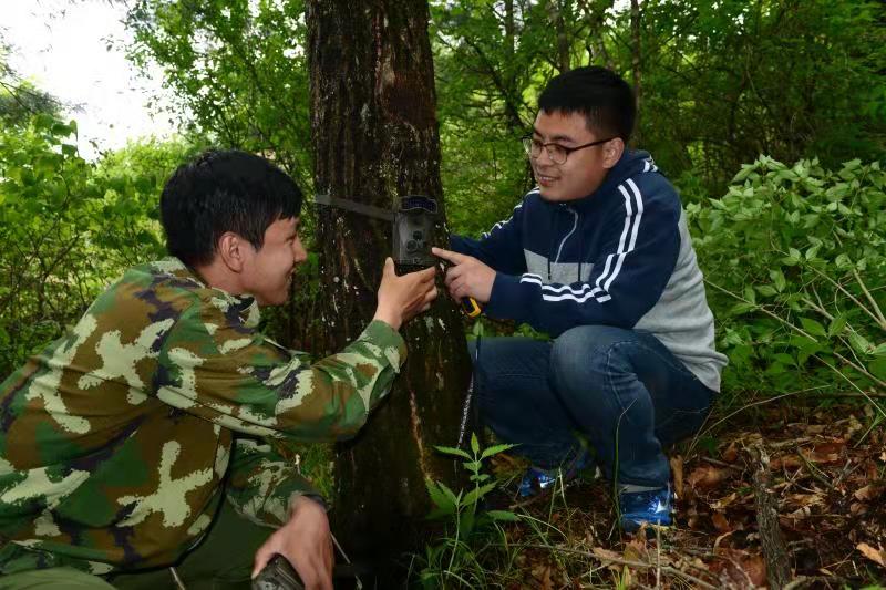 东北虎“两线出访”东京城林区